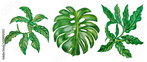 Set of green tropical leaves and branches. Watercolor hand drawn illustration of exotic foliage. Jungle wild vegetation. Monstera and bush branches.