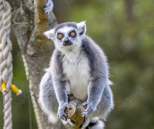 ring tailed lemur on tree