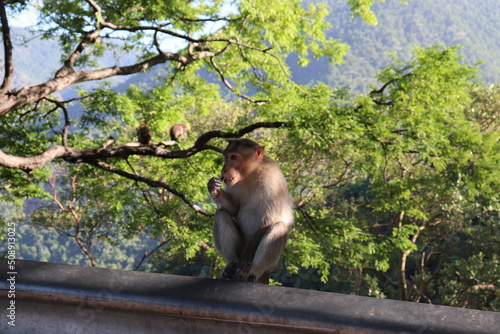Kodaikanal Landscape