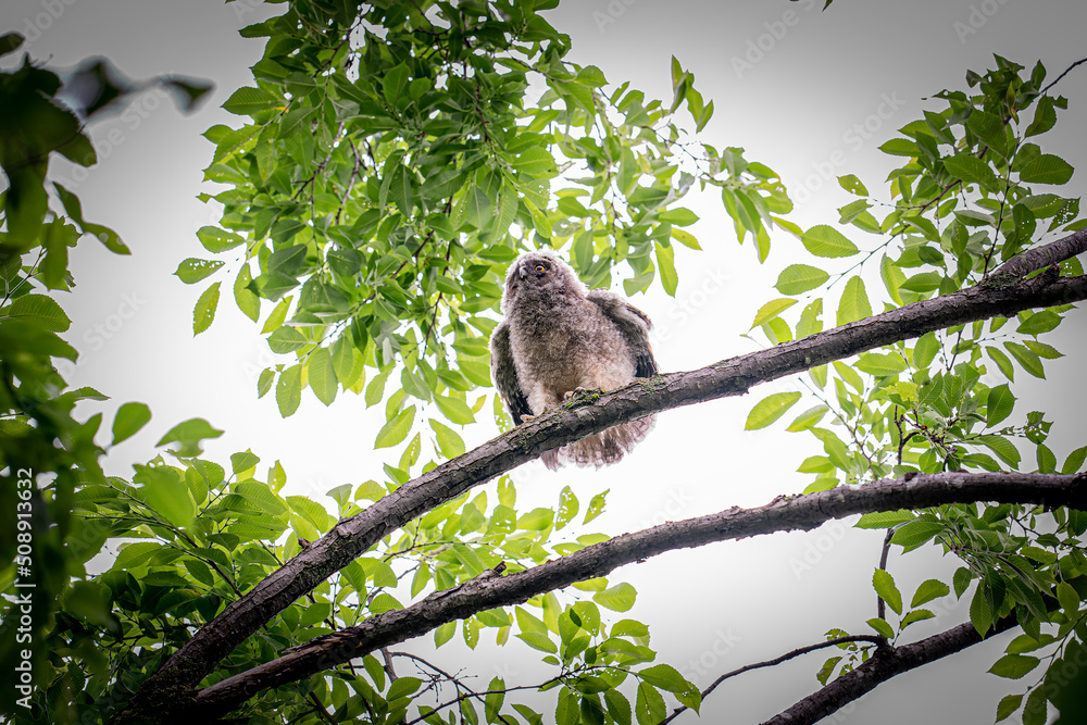 北海道の初夏、トラフズクのヒナ。 北海道の初夏、トラフズクのヒナ。