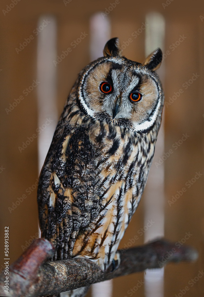 Obraz premium Portrait of an eared owl sitting on a branch.