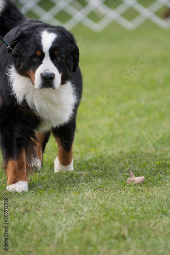 Bernese Mountain Dog on left of frame with grass background