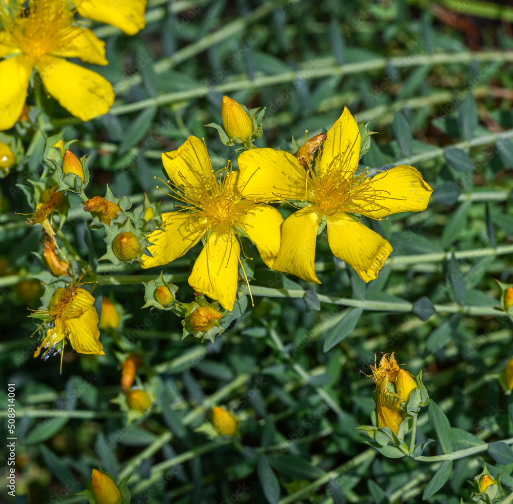 custom made wallpaper toronto digitalMount Olympus St Johns-wort (Hypericum olympicum) in bloom