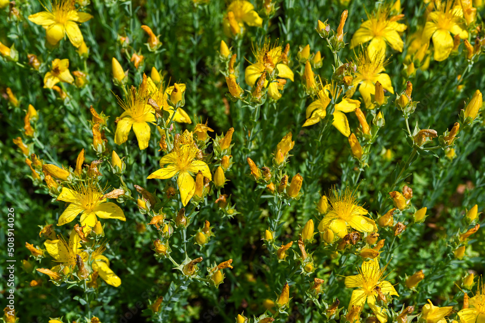 Obraz premium Mount Olympus St Johns-wort (Hypericum olympicum) in bloom