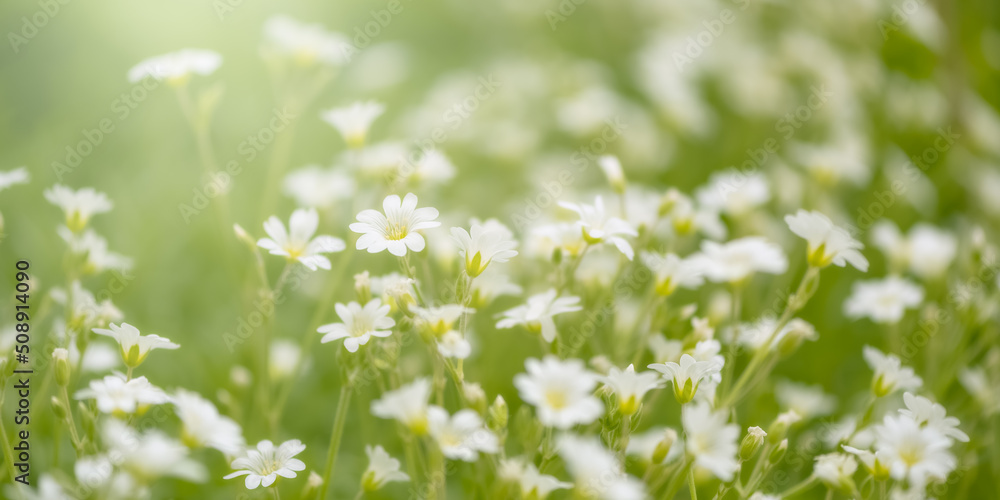 Small white flowers in sunlight. Beautiful summer sunny background. Selective focus. Field flowers cerastium. Banner Small white flowers in sunlight. Beautiful summer sunny background. Selective focus. Field flowers cerastium. Banner