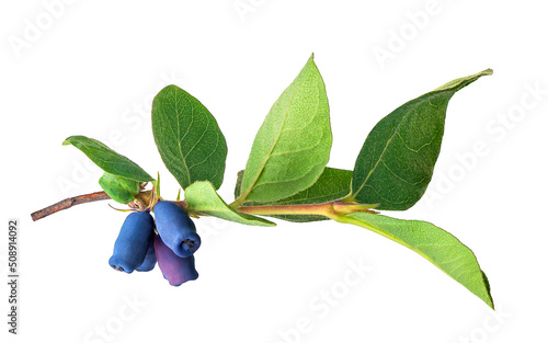 branch of honeysuckle bush with blue berries isolated on white photo