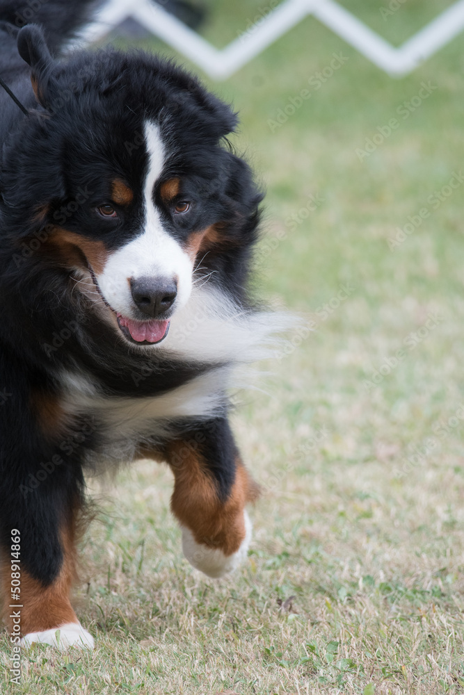 Fototapeta premium Bernese Mountain Dog walking during a conformation event at a dog show