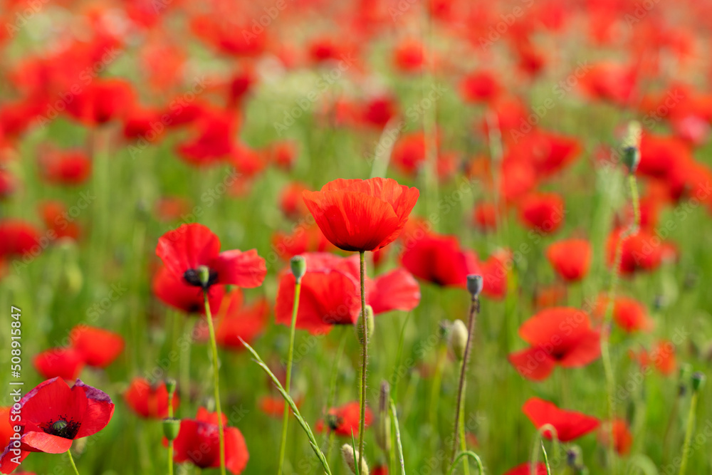 poppy field in spring