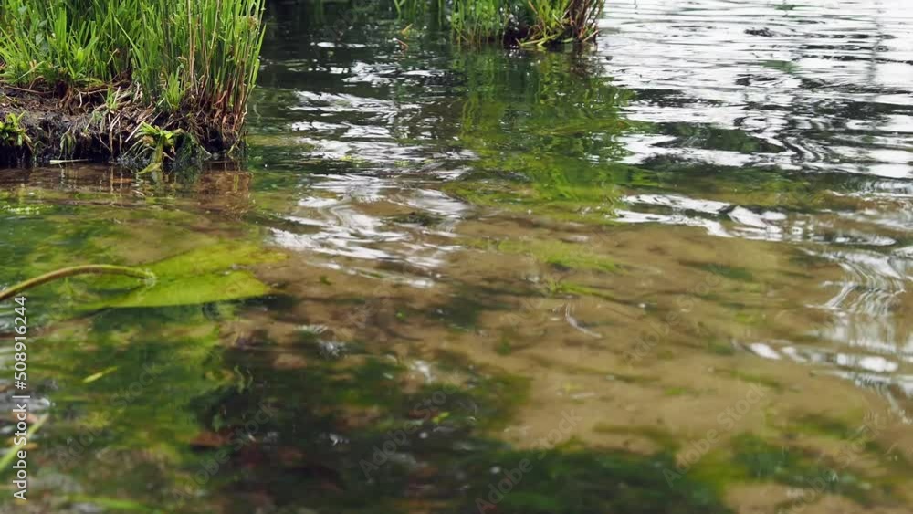 Water rolls on the sea sand overgrown with mud. High quality 4k footage Water rolls on the sea sand overgrown with mud. High quality 4k footage