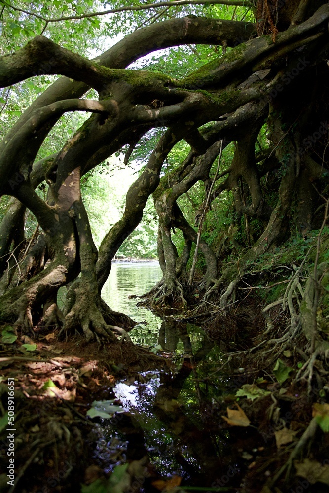 Racines arbre géante forêt humide - nature Racines arbre géante forêt humide - nature