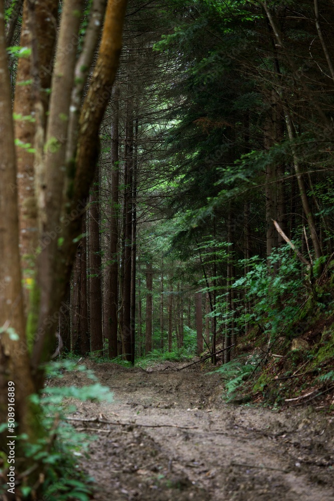 Forêt humide chemin route de boue - terre pluie ombragé Forêt humide chemin route de boue - terre pluie ombragé