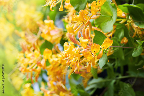 Blooming yellow honeysuckle Bush. Flowering yellow Honeysuckle (Woodbine). Lonicera japonica, known as Japanese honeysuckle and golden-and-silver honeysuckle © Liudmila