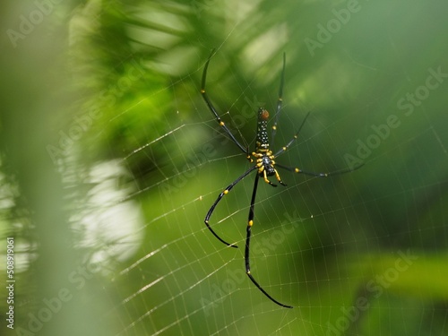 spider on a web © ATIPPORN