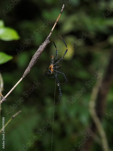 spider on a web