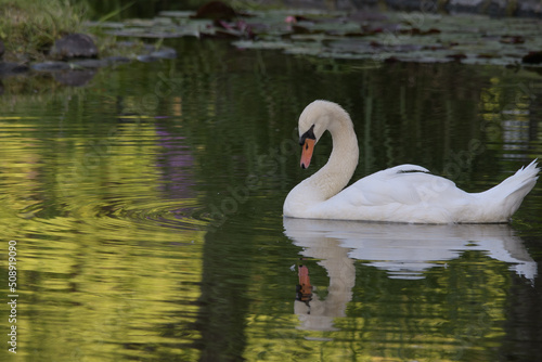 Fototapeta Naklejka Na Ścianę i Meble -  鳥類の白鳥