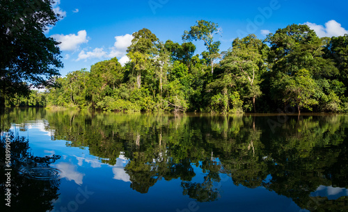 Amazonia -  wall of green tropical forest of the Amazon jungle, green hell of the Amazonia. Selva on the border of Brazil and  Peru. Yavari river in Javari Valley, (Valle del Yavarí) South America.