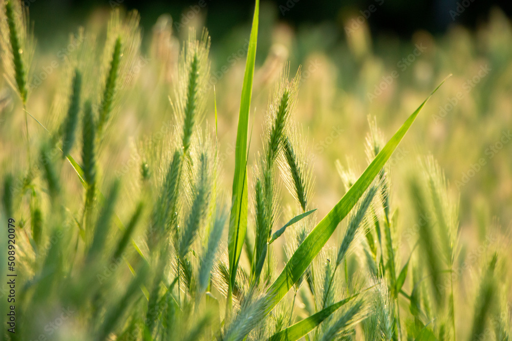 green grass. Warm sunshine on the grass