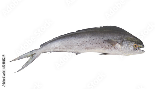 Fresh mahi-mahi fish or common dolphinfish isolated on white background, Coryphaena hippurus