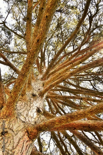 Natural background. Pine branch in the rays of the spring sun