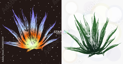 宇宙の銀河のような線で描画されたアガベ
