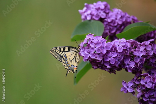 Schwalbenschwanz an Fliederstrauch / Papilio machaon photo