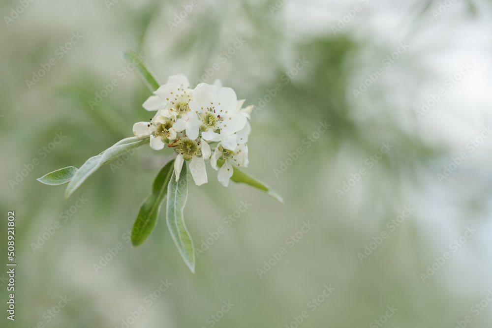 Willow leaf pear blossom in spring Willow leaf pear blossom in spring