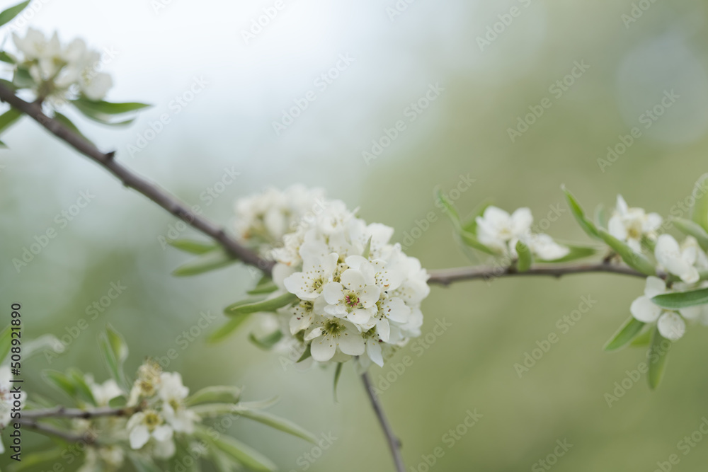 Willow leaf pear blossom in spring
