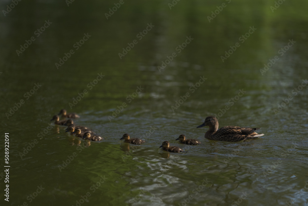 Mother duck with ten ducklings in a pond in late spring Mother duck with ten ducklings in a pond in late spring