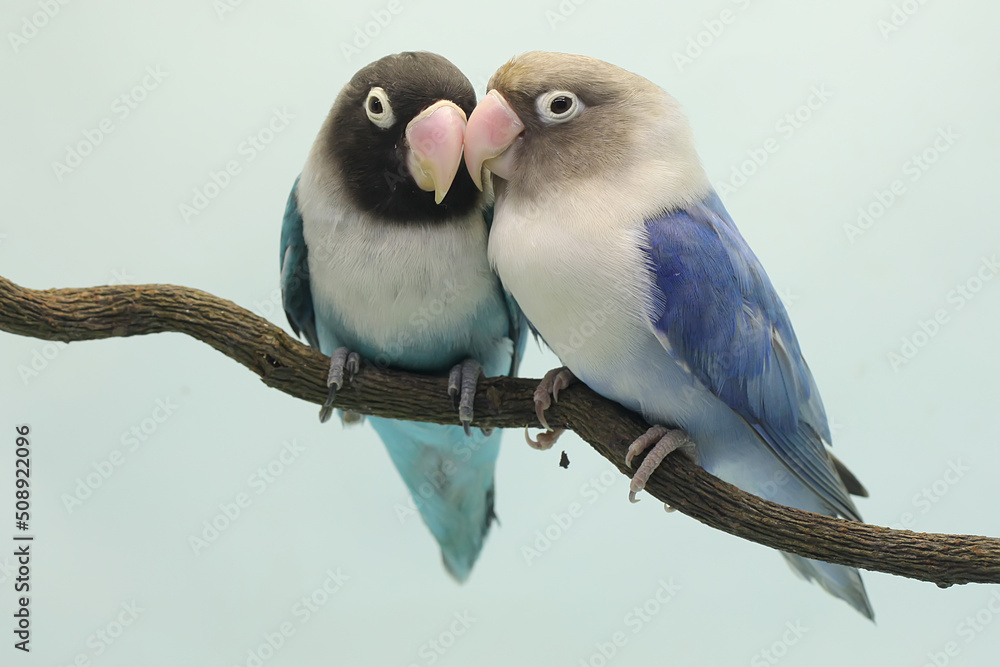 A pair of lovebirds are perched on a tree branch. This bird which is used as a symbol of true love has the scientific name Agapornis fischeri.