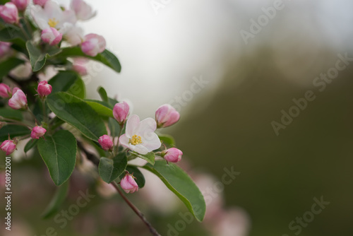 Apple tree blossom in late spring