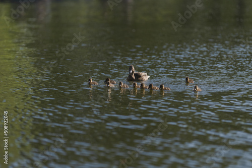 Mother duck with ten ducklings in a pond in late spring