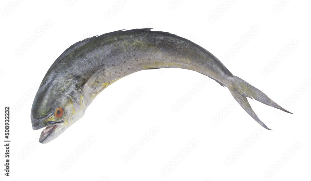 Fresh common dolphinfish isolated on white background. Fresh common dolphinfish isolated on white background.