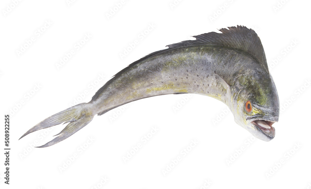 Fototapeta premium Whole mahi-mahi fish or common dolphinfish isolated on white background, Coryphaena hippurus