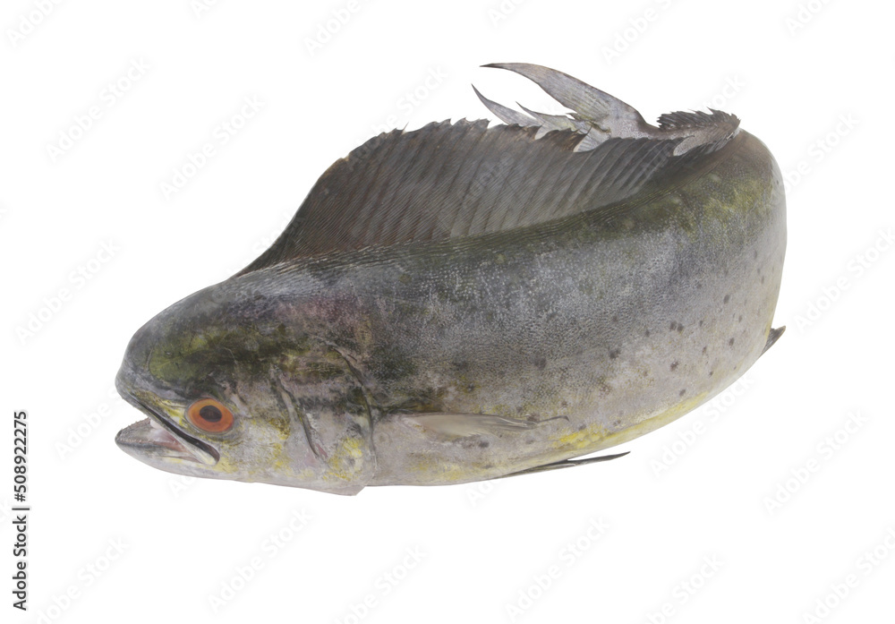Raw common dolphinfish isolated on white background, Coryphaena hippurus Raw common dolphinfish isolated on white background, Coryphaena hippurus