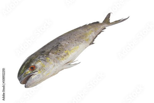 Fresh dolphin dorado fish isolated on white background photo