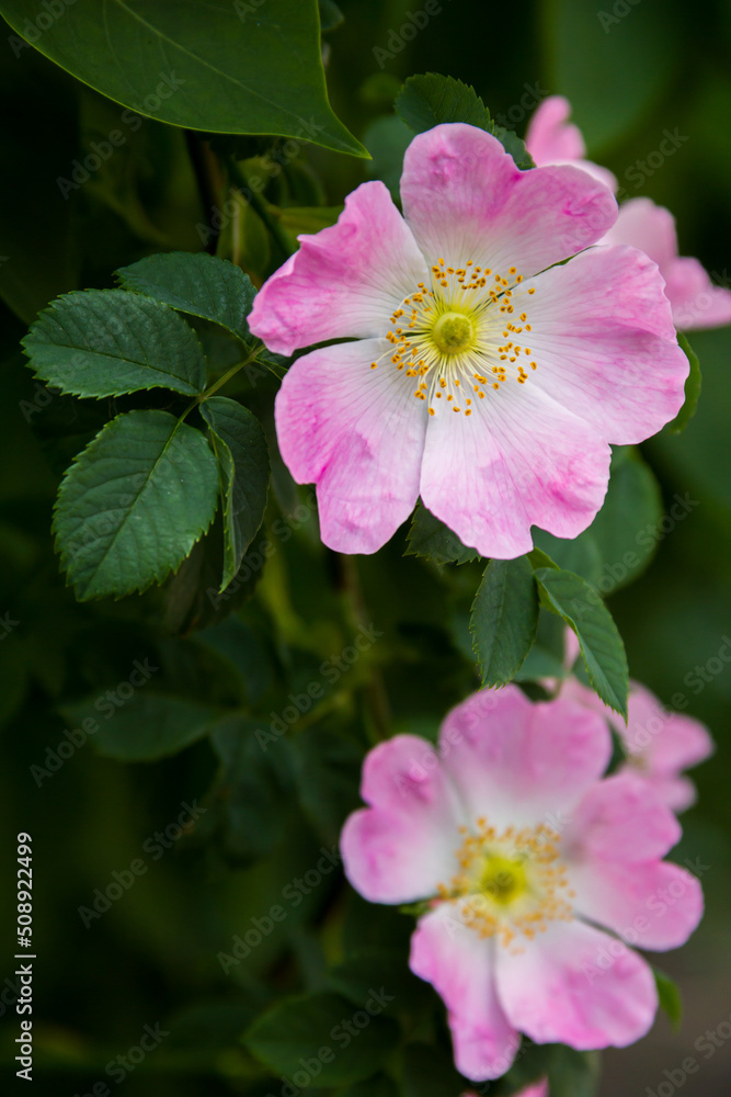 Rosehip flowers. Flowering branches of a rose hip bush. Photo of nature. Rosehip flowers. Flowering branches of a rose hip bush. Photo of nature.