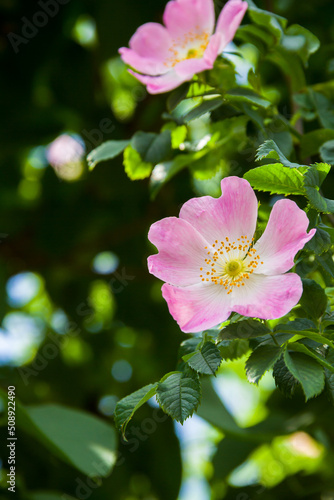 Rosehip flowers. Flowering branches of a rose hip bush. Photo of nature.