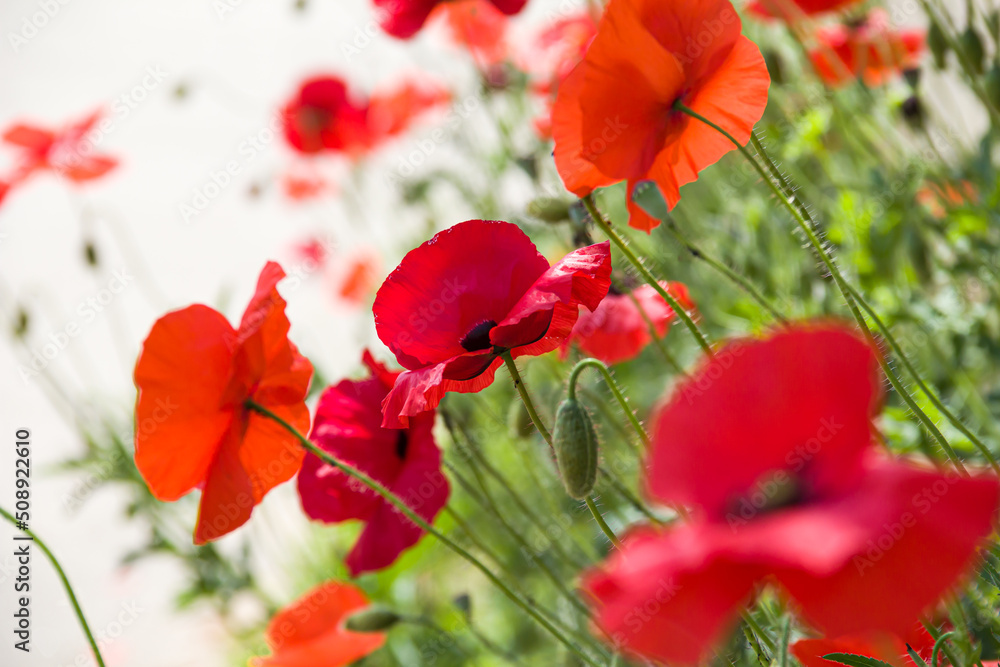 Fototapeta premium Poppy flowers. Red flowers. Photo of nature.