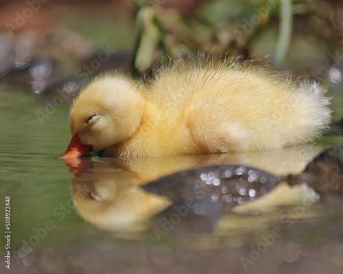 duckling © Hadi
