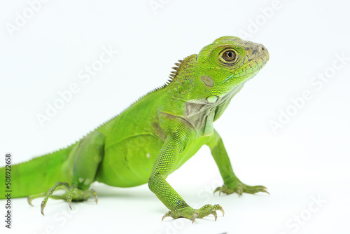 A green iguana  Iguana iguana  is sunbathing.