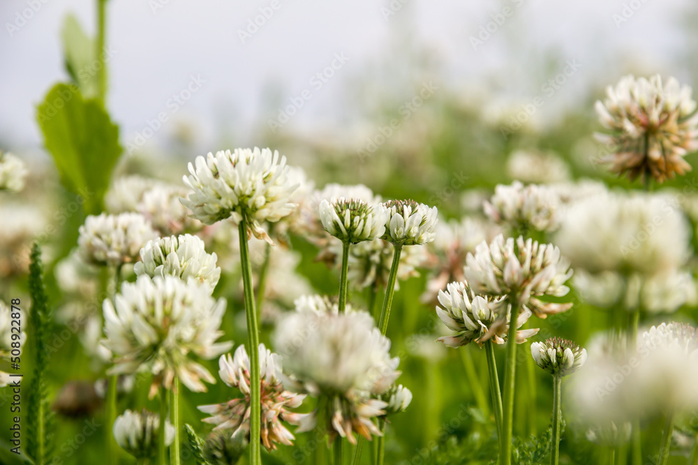 Creeping clover in a field against the sky. Photo of nature. Creeping clover in a field against the sky. Photo of nature.