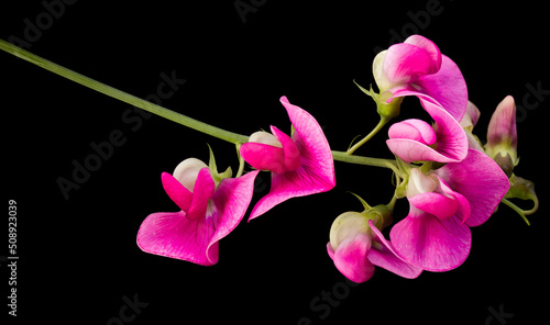 Pink lathyrus flowers isolated photo