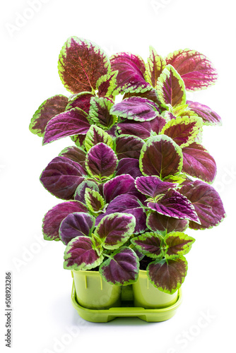 Germinating baby coleus plant in small pots isolated on white