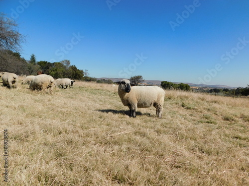 Closeup, front view, portrait photo of a Hampshire Down Ewe sheep standing in a dull brown grass field under a blue sky 