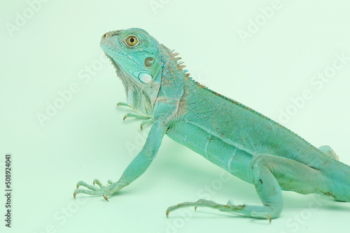 A blue iguana (Iguana iguana) is basking on a blue substrate.