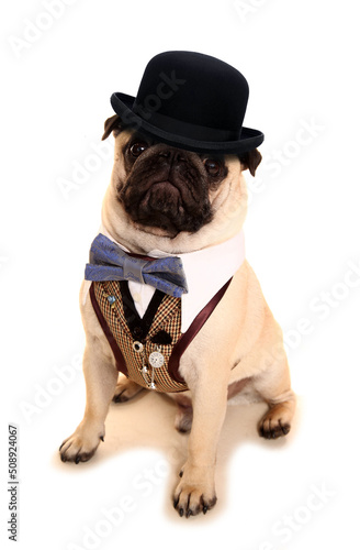 Obraz na plátně Pug dog wearing a waistcoat and bowler hat isolated on a white background
