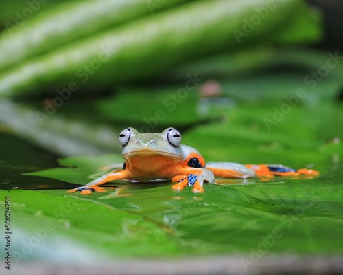  eyed frog