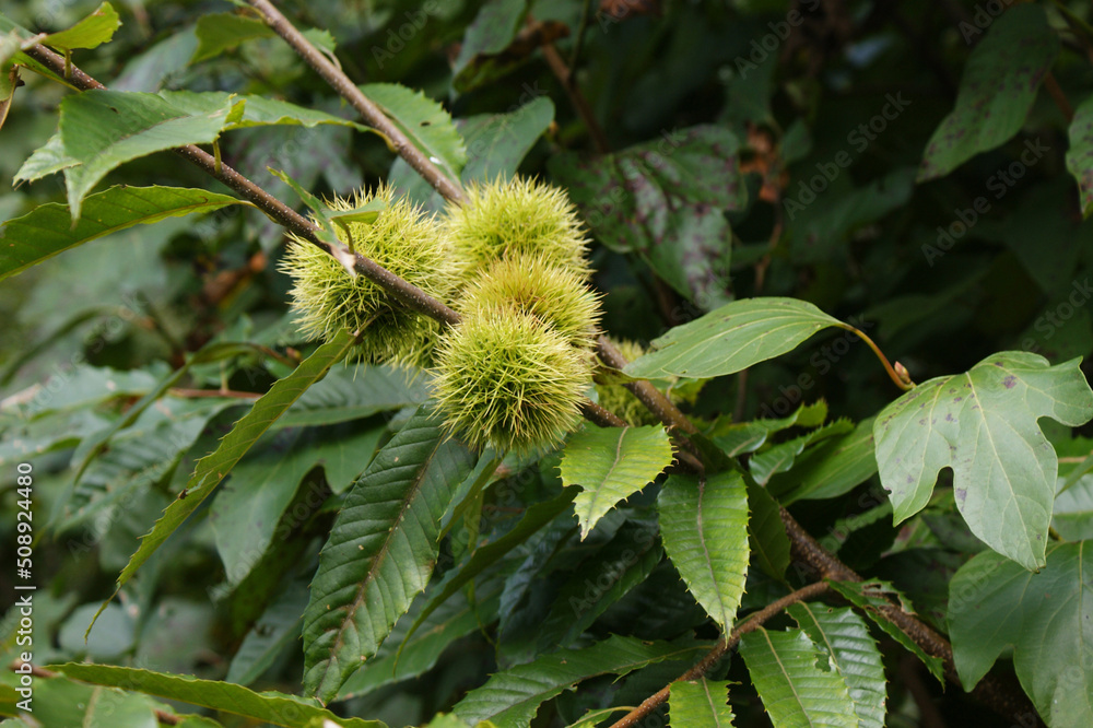 Chestnuts are open on the branches.