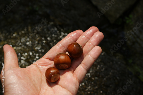 There are a few acorns in the palm of your hand.