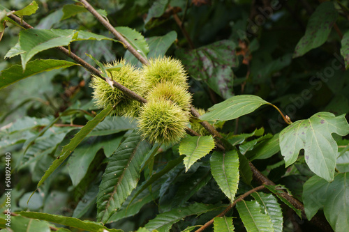 Chestnuts are open on the branches.